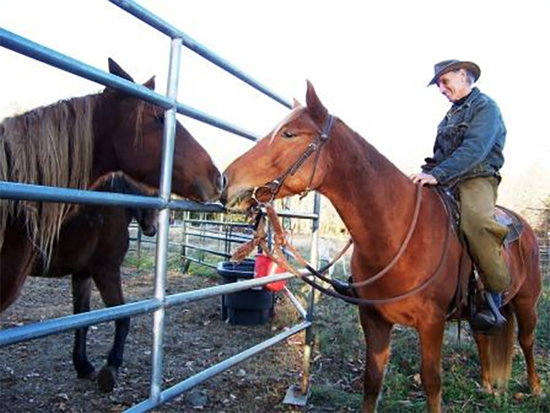 HorseMindShip Horse Behavior, Natural HorseMindShip, HorseManShip Horse Behavior, Natural HorseManShip, Horse Training