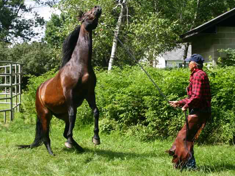 RJ Sadowski, Horse Training, HorseMindShip Horse Behavior, Natural HorseMindShip